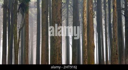 Himalaya-Zedernwald, Darjeeling, Westbengalen, Indien Stockfoto