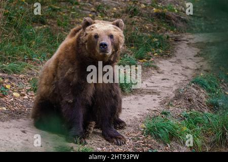 Kamtschatka Braunbär im Wald, Ursus arctos beringianus Stockfoto
