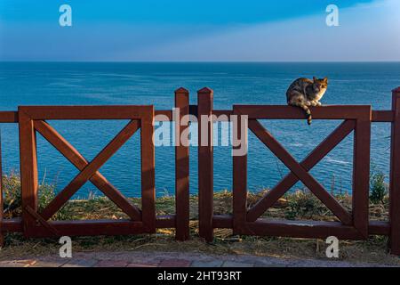 Katze sitzt auf einem Zaun vor dem Hintergrund des Meeres. Stockfoto