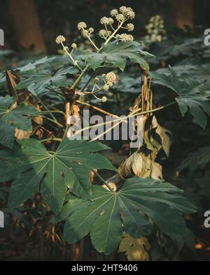 Vertikale Nahaufnahme der Fatsia japonica, Hochglanzpapier-Pflanze. Stockfoto