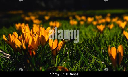 Nahaufnahme von gelben Krokussen auf einer Wiese in der Frühlingssonne Stockfoto