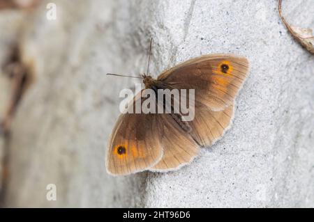 Wiese Brauner Schmetterling auf einem Felsen Stockfoto