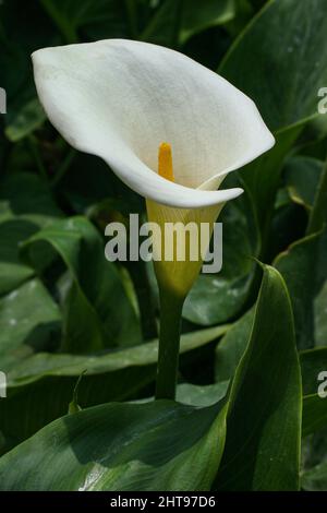 Vertikale Nahaufnahme der Zantedeschia aethiopica, allgemein bekannt als Calla-Lilie und Arumlilie. Stockfoto