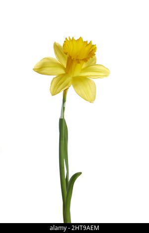 Frühling gelbe Narzissenblume isoliert auf weißem Hintergrund. Stockfoto
