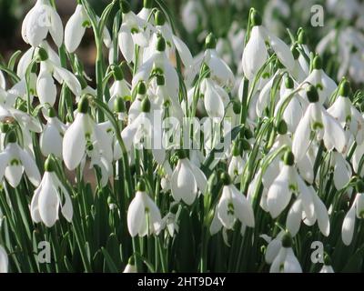 Nahaufnahme eines großen Baumes von strahlend weißen Schneeglöckchen (galanthus) im Garten von Evenley Wood, Northamptonshire - erste Anzeichen des Frühlings. Stockfoto