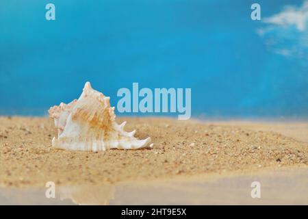 Große Muschel liegen auf dem Sand vor dem Hintergrund des Meeres. Im Hintergrund ist ein blauer Himmel. Nahaufnahme. Hat einen Platz für Ihre Inschriften Stockfoto