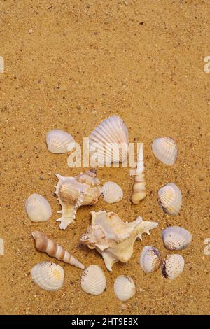 Küste, auf der verschiedene Arten von Muscheln liegen. Es gibt einen Platz für Ihre Notizen - Copyspace. Nahaufnahme des vertikalen Fotos. Stockfoto