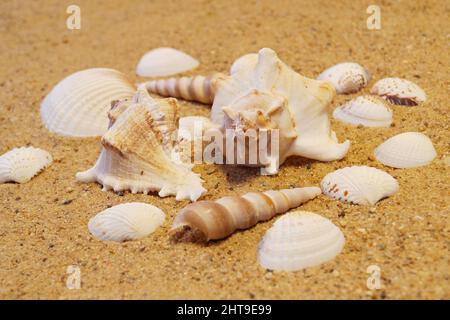 Verschiedene Arten von Muscheln liegen an der sandigen Küste. Horizontales Nahaufnahme-Foto. Stockfoto