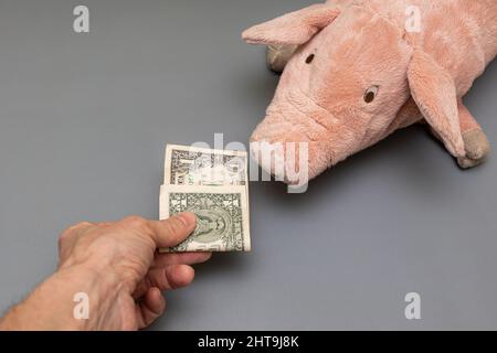 Eine Hand reicht einen Dollar aus und bietet sie einem Spielzeug-Schwein an. Hochwertige Fotos Stockfoto