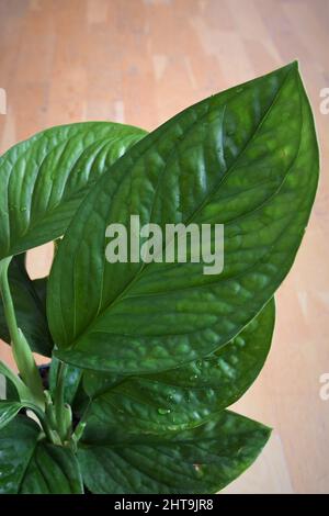 Monstera pinnatipartita, seltene Hauspflanze mit strukturierten grünen Blättern. Die Blätter sind grün, isoliert auf einem braunen Holzgrund. Von oben. Stockfoto