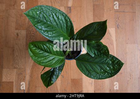 Monstera pinnatipartita, seltene Hauspflanze mit strukturierten grünen Blättern. Die Blätter sind grün, isoliert auf einem braunen Holzgrund. Von oben. Stockfoto