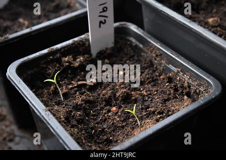 Tomatenpflanzen, die aus Samen keimen, wachsen im Boden in einem schwarzen Plastiktopf, mit mehr Töpfen im Hintergrund. Querformat. Stockfoto