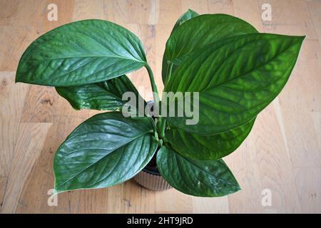 Monstera pinnatipartita, seltene Hauspflanze mit strukturierten grünen Blättern. Die Blätter sind grün, isoliert auf einem braunen Holzgrund. Von oben. Stockfoto