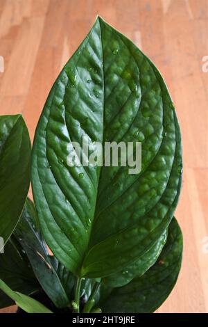 Monstera pinnatipartita, seltene Hauspflanze mit strukturierten grünen Blättern. Die Blätter sind grün, isoliert auf einem braunen Holzgrund. Von oben. Stockfoto