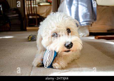 Ein süßer, weißer, flauschiger Cavapoo-Welpe, der sich auf dem Boden legt und mit einem weichen, kuscheligen Spielzeug spielt. Stockfoto