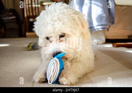 Ein süßer, weißer, flauschiger Cavapoo-Welpe, der sich auf dem Boden legt und mit einem weichen, kuscheligen Spielzeug spielt. Stockfoto