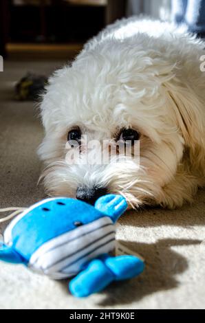 Ein süßer, weißer, flauschiger Cavapoo-Welpe, der sich auf dem Boden legt und mit einem weichen, kuscheligen Spielzeug spielt. Stockfoto