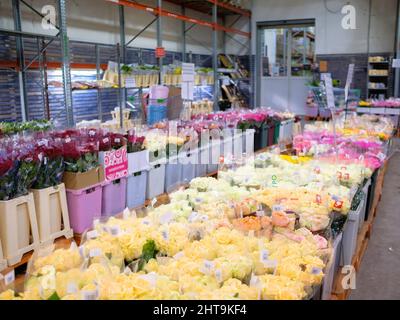 Moskau. Russland. 20. Februar 2022. Viele gelbe Rosen am Fuße des Großhandels-Blumengeschäft. Selektiver Fokus. Blumen zum Internationalen Frauentag 8. März. Stockfoto