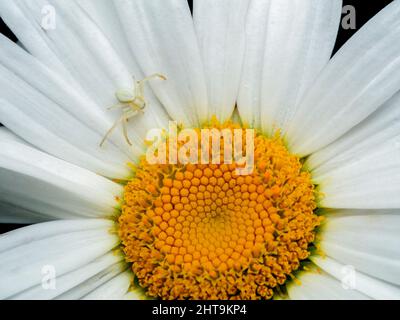 Eine weiße Blume Krabbenspinne (Misumena vatia) getarnt auf den weißen Blütenblättern einer Gänseblümchen, warten auf ein Insekt zu fangen und zu essen Stockfoto