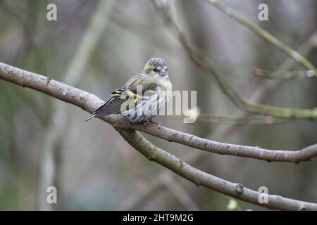 Die weibliche eurasische Siskin (Carduelis spinus) thront auf einem Zweig Stockfoto