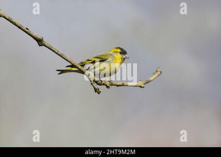 Männlicher eurasischer Siskin (Carduelis spinus), der auf einem Zweig thront Stockfoto