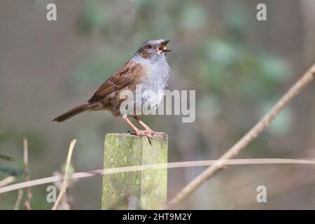 Ein männlicher Dunnock (Prunella modularis) singt, um am Ende des Winters Territorium zu verkünden und einen Partner anzuziehen Stockfoto