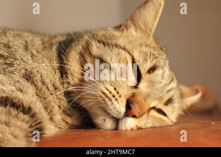 Schnauzkatze mit geschlossenen Augen, Nahaufnahme hohe Qualität Stockfoto