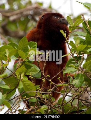 Nahaufnahme eines bolivianischen roten Brüllaffen (Alouatta sara), der in Baumkronen auf der Nahrungssuche in der Pampas del Yacuma, Bolivien, sitzt. Stockfoto