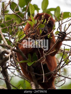 Nahaufnahme eines bolivianischen roten Brüllaffen (Alouatta sara), der in Baumkronen auf der Nahrungssuche in der Pampas del Yacuma, Bolivien, sitzt. Stockfoto