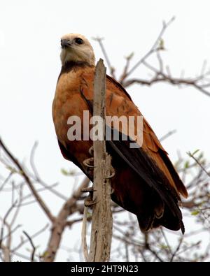 Nahaufnahme eines Schwarzhalshackes (Busarellus nigricollis), der in einem Baum in der Pampas del Yacuma, Bolivien, thront. Stockfoto