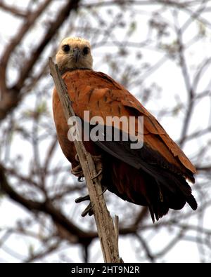 Nahaufnahme eines Schwarzhalshackes (Busarellus nigricollis), der in einem Baum in der Pampas del Yacuma, Bolivien, thront. Stockfoto