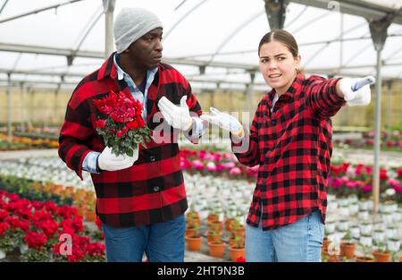 Paar Gärtner mit Cyclamen-Blüten im Gewächshaus Stockfoto