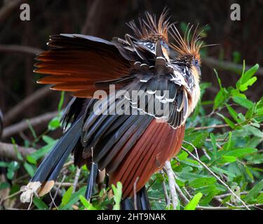 Nahaufnahme eines Porträts von zwei bizarr aussehenden bunten Hoatzins (Opisthocomus hoazin), die auf einem Ast in der Pampas del Yacuma, Bolivien, sitzen. Stockfoto