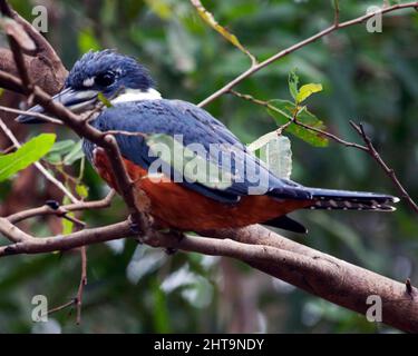 Nahaufnahme des farbenfrohen Amazonas-Eiskönigs (Chloroceryle amazona) auf dem Zweig Pampas del Yacuma, Bolivien. Stockfoto