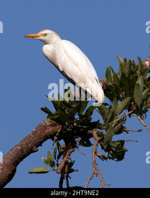 Nahaufnahme eines Großreiher (Ardea alba), der in einem Baum in der Pampas del Yacuma, Bolivien, thront. Stockfoto