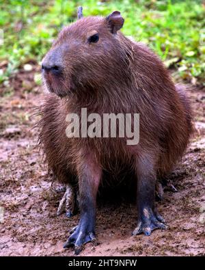 Nahaufnahme Porträt von Capybara (Hydrochoerus hydrochaeris) mit direktem Blick in die Kamera am Flussufer der Pampas del Yacuma, Bolivien. Stockfoto