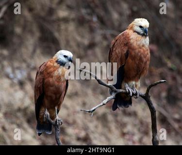 Nahaufnahme von zwei Raubvögeln Schwarzhalsfalken (Busarellus nigricollis) in Pampas del Yacuma, Bolivien. Stockfoto