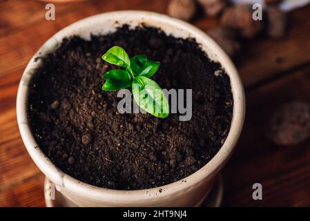 Repotted junge Mandarine Baum in einem Keramiktopf zu Hause Stockfoto