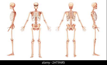 Skelett Mensch vorne hinten zwei Seiten Ansicht mit offenen Armen Haltung ventral, lateral und dorsal Ansichten. Set von realistischen flachen natürlichen Farbkonzept Vektor-Illustration der Anatomie isoliert auf weißem Hintergrund Stock Vektor