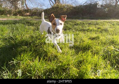 Hund läuft auf die Kamera zu Stockfoto