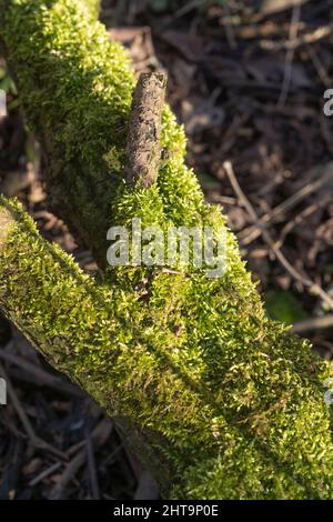 Algen, Flechten und Moos wachsen auf Baumstämmen Stockfoto