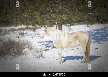 Seitenansicht Porträt eines weißen Pferdes auf einem schneebedeckten Feld in der Nähe von Cheney, Washington. Stockfoto