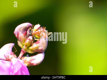 Weberameisen (Oecophylla smaragdina), Familie Formicidae auf Blüte Stockfoto