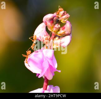 Die Weberameisen (Oecophylla smaragdina), Familie Formcidae auf Blüte Stockfoto