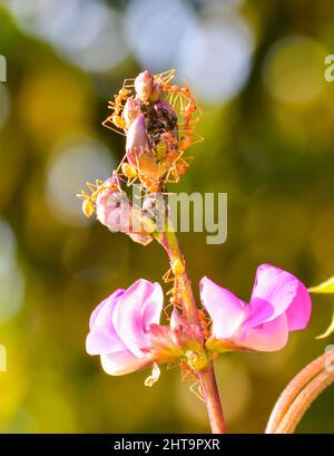 Weberameisen (Oecophylla smaragdina), Familie Formicidae auf Blüte Stockfoto