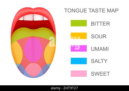 Zunge mit Geschmacksrezeptoren-Karte ragt aus dem offenen Mund heraus. Fünf Geschmackszonen. Pseudowissenschaftliche Theorie der menschlichen Geschmacksknospen. Vektorgrafik Cartoon-Illustration. Stock Vektor