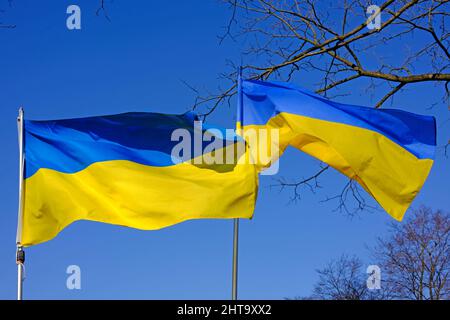 Zwei ukrainische Flaggen winken in der Brise Stockfoto