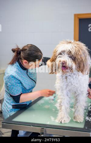 Junge Hündin, die an einem spanischen Wasserhunde-Haar arbeitet Stockfoto