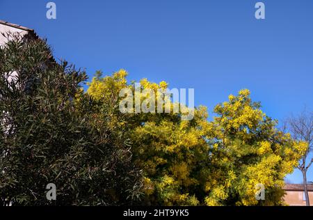 Gelbe Blüten von Akazie dealbata an einem sonnigen Wintermorgen gegen einen blauen Himmel Stockfoto
