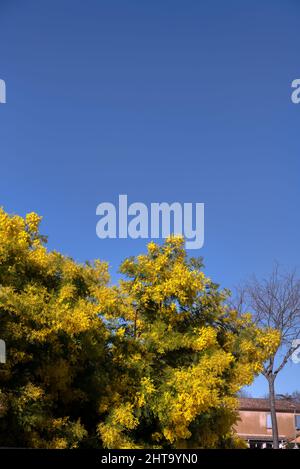 Gelbe Blüten von Akazie dealbata an einem sonnigen Wintermorgen gegen einen blauen Himmel Stockfoto